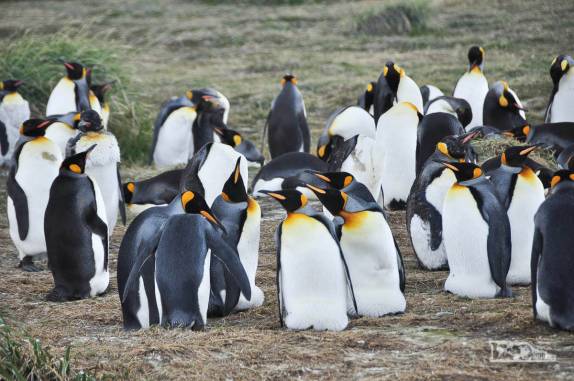 Reencontro com pinguins rei em uma pinguinera na Terra do Fogo, no sul do Chile